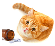 Adult cat sitting next to a jar of pills